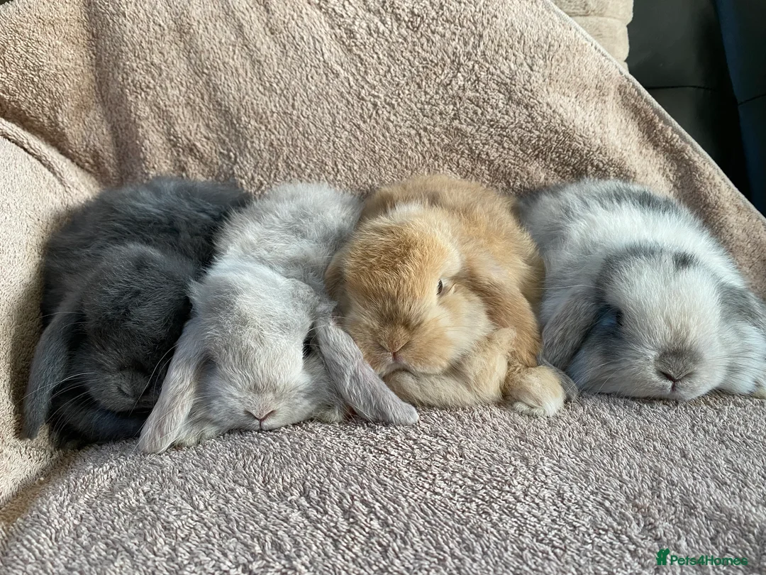 Mini Lop rabbits for sale: Mini lop litter. Includes chocolate. - Advert 1