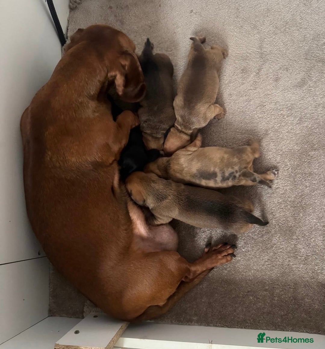 Dachshund dogs for sale: Beautiful Standard Dachshund Puppies - Advert 5