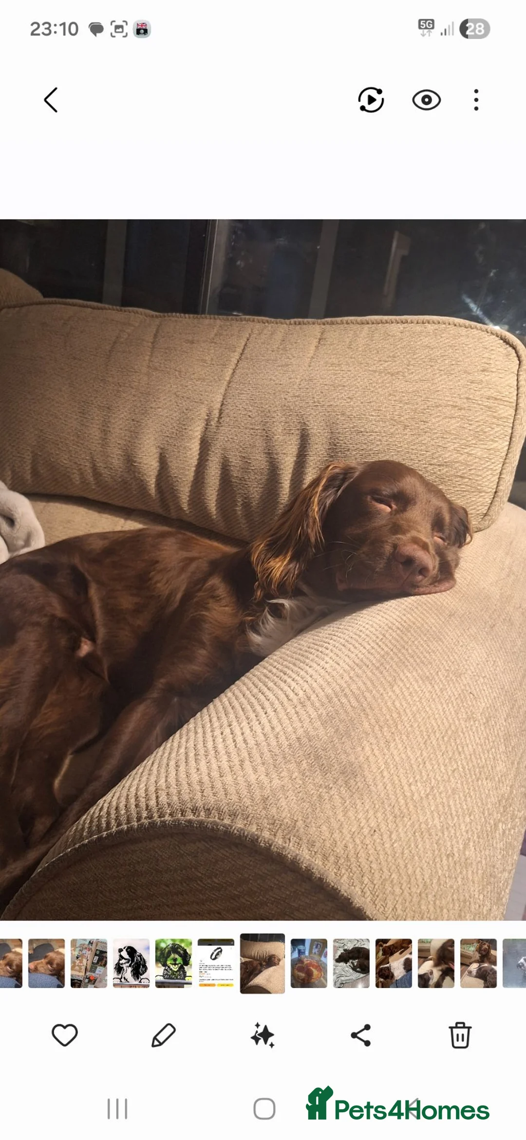 English Springer Spaniel dogs for sale: Father and son springers  - Advert 2