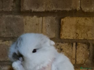 Mini Lop rabbits Gorgeous mini lop bunnies - Advert 6