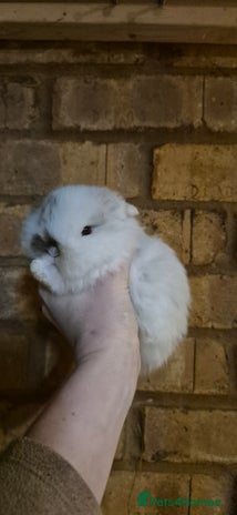 Mini Lop rabbits Gorgeous mini lop bunnies - Advert 11