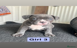 Mixed Breed dogs for sale: French Bulldog X American Pocket Bully Puppies in Carlisle - Image 4