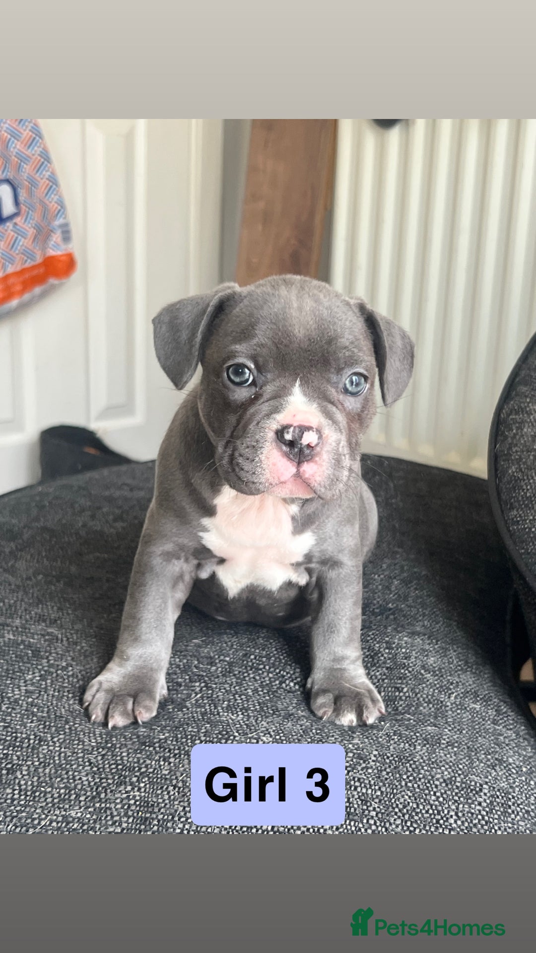 Mixed Breed dogs for sale: French Bulldog X American Pocket Bully Puppies in Carlisle - Image 4