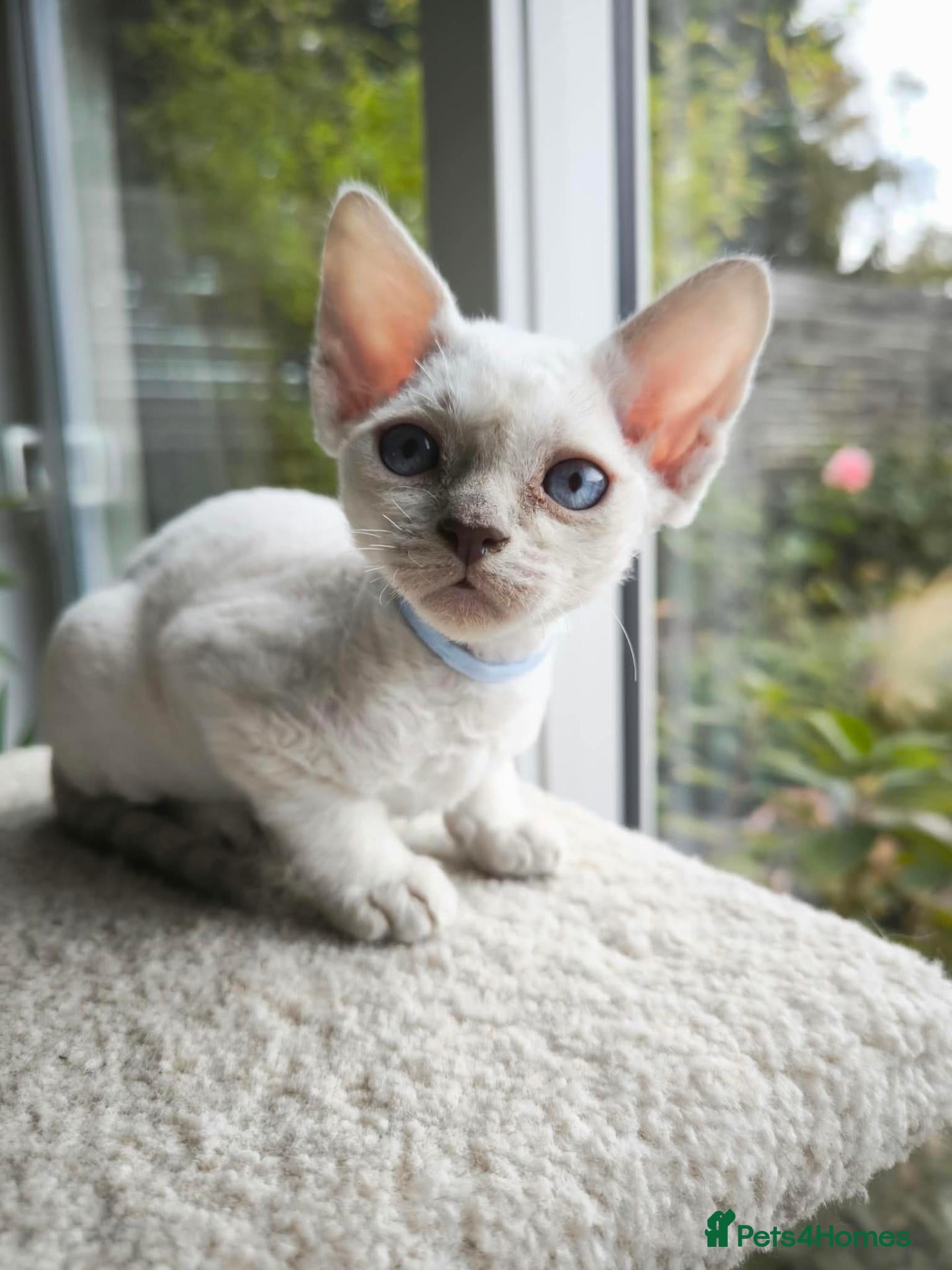 Devon Rex cats Devon Rex point💙blue eyes💙 - Advert 2