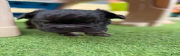 French Bulldog dogs for sale: Stunning French Bulldog Puppies in Norwich - Advert 15