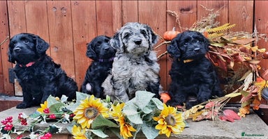 Goldendoodle dogs - Advert 13