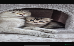 Scottish Fold cats for sale: Scottish fold mix - Image 1