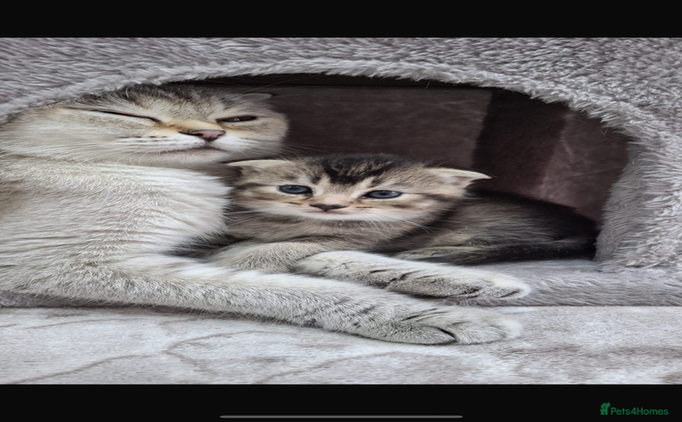 Scottish Fold cats - Advert 11