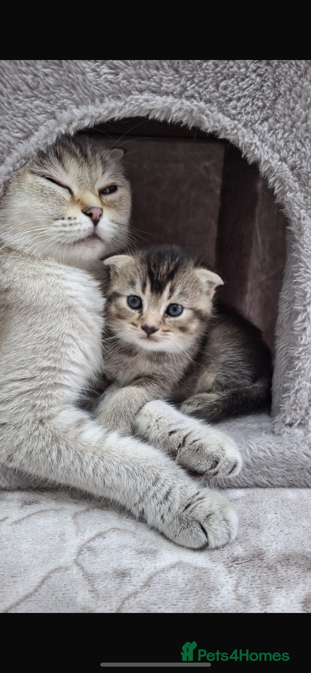 Scottish Fold cats for sale: Scottish fold mix - Image 1