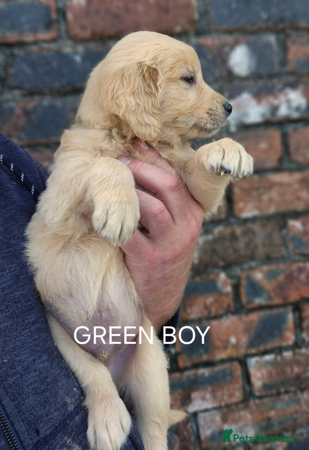 Golden Retriever dogs for sale: KC GOLDEN RETRIEVER PUPPIES HEALTH TESTED PARENTS  - Image 6