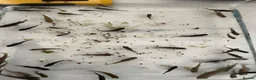 Cichlids fish for sale: african cichlids  in Barnsley - Advert 6
