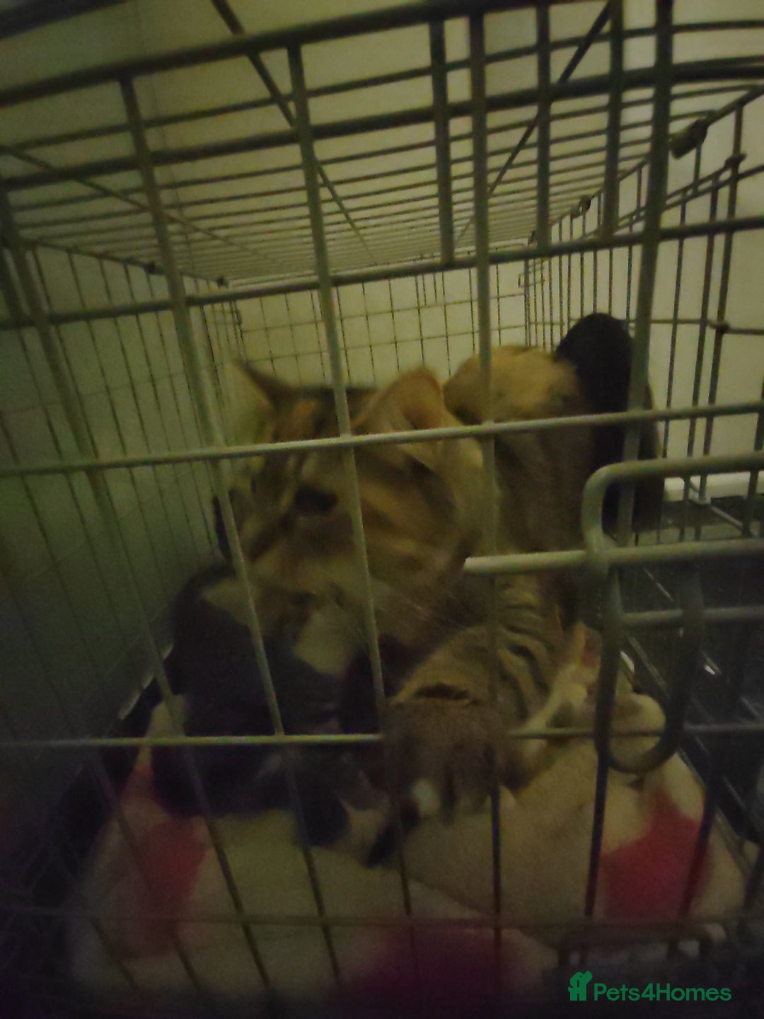 Mixed Breed cats for sale: Beautiful fluffy kittens  - Advert 10