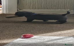 Mixed Breed dogs for sale: French Bulldog x Chichuhua - Image 12