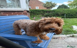 Cockapoo dogs for sale: Loving 1 year old boy (buddy) - Image 1
