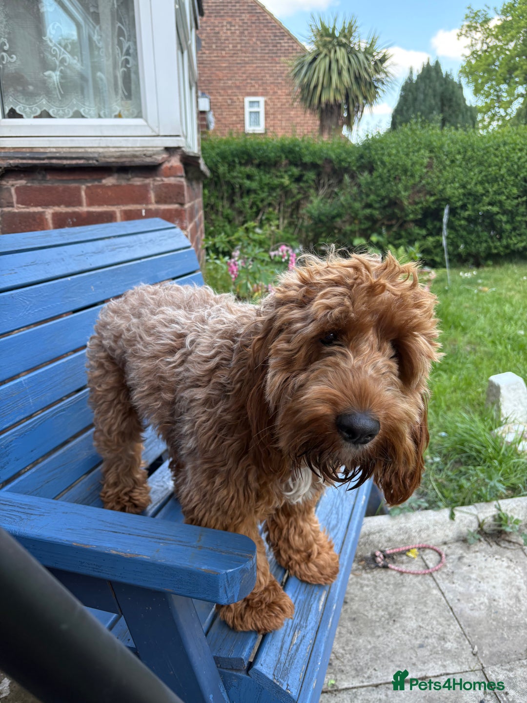 Cockapoo dogs for sale: Loving 1 year old boy (buddy) - Image 1