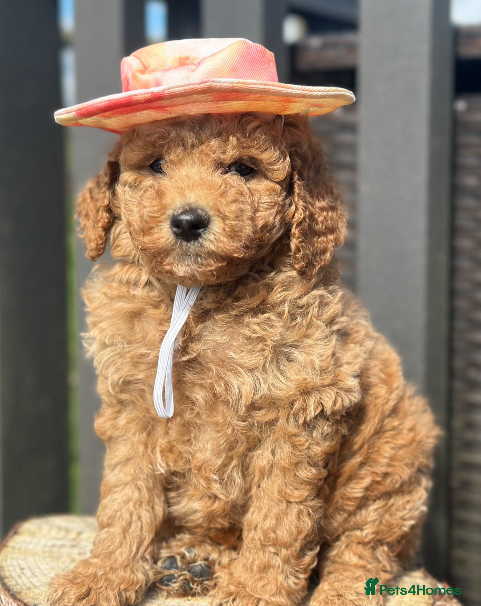 Goldendoodle dogs F1B MINI/MEDIUM GOLDENDOODLES FULL HEALTH CHECKED  - Advert 1