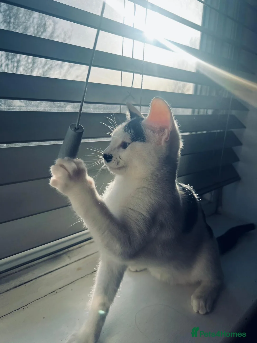 British Shorthair cats for sale: Sweet kitten urgently looking for home - Advert 5