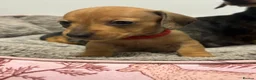 Miniature Dachshund dogs for sale: Beautiful litter of miniature Dachshund  - Advert 7