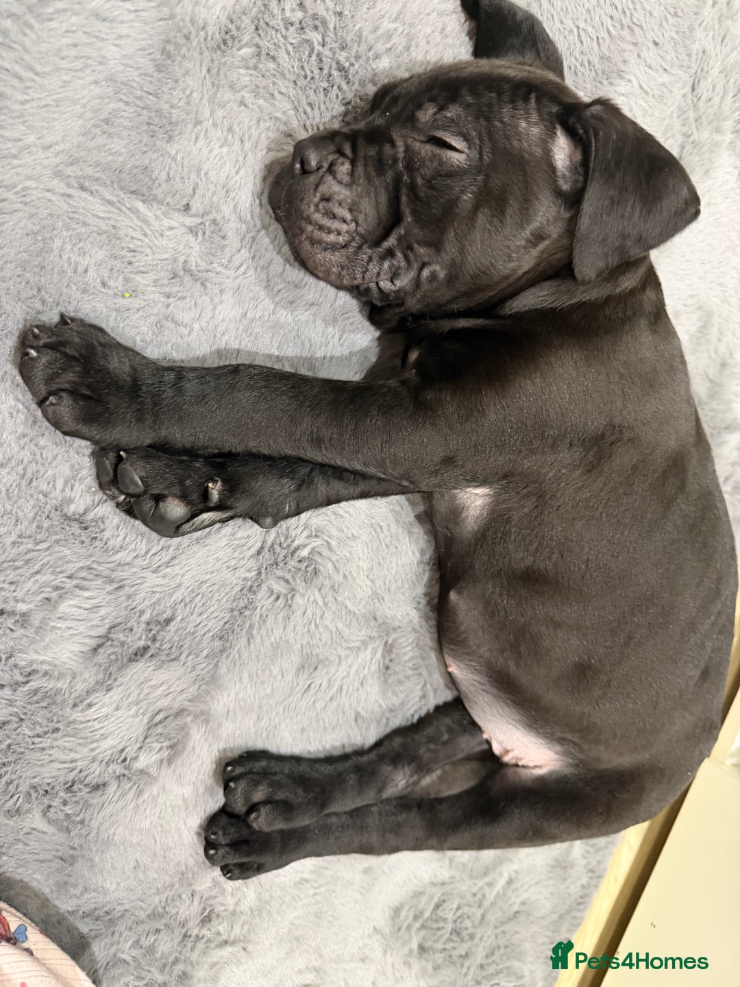Cane Corso dogs for sale: Cane Corso female puppy for sale – 9 weeks old - Advert 2