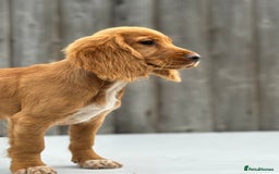 Cocker Spaniel dogs for sale: Cocker spaniel puppy’s  - Image 9