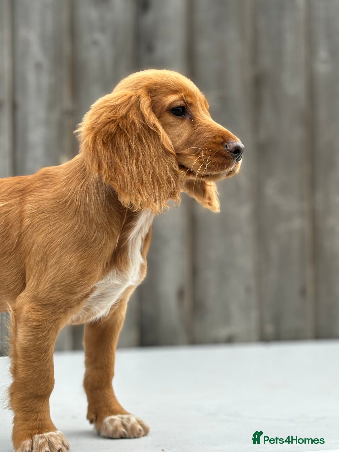 Cocker Spaniel dogs for sale: Cocker spaniel puppy’s  - Image 9
