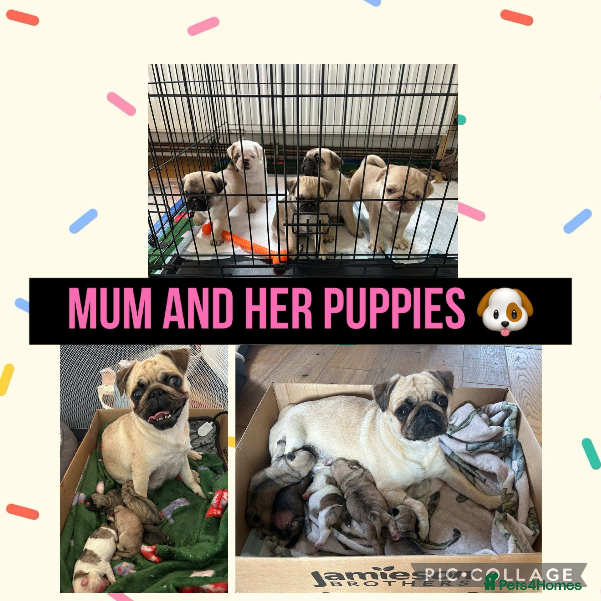 Pug dogs Beautiful pedigree pug puppies  - Advert 3
