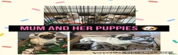 Pug dogs for sale: Beautiful pedigree pug puppies  in Balerno - Advert 1