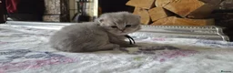 British Shorthair cats for sale: six beautiful British Shorthair  in Halifax - Advert 4