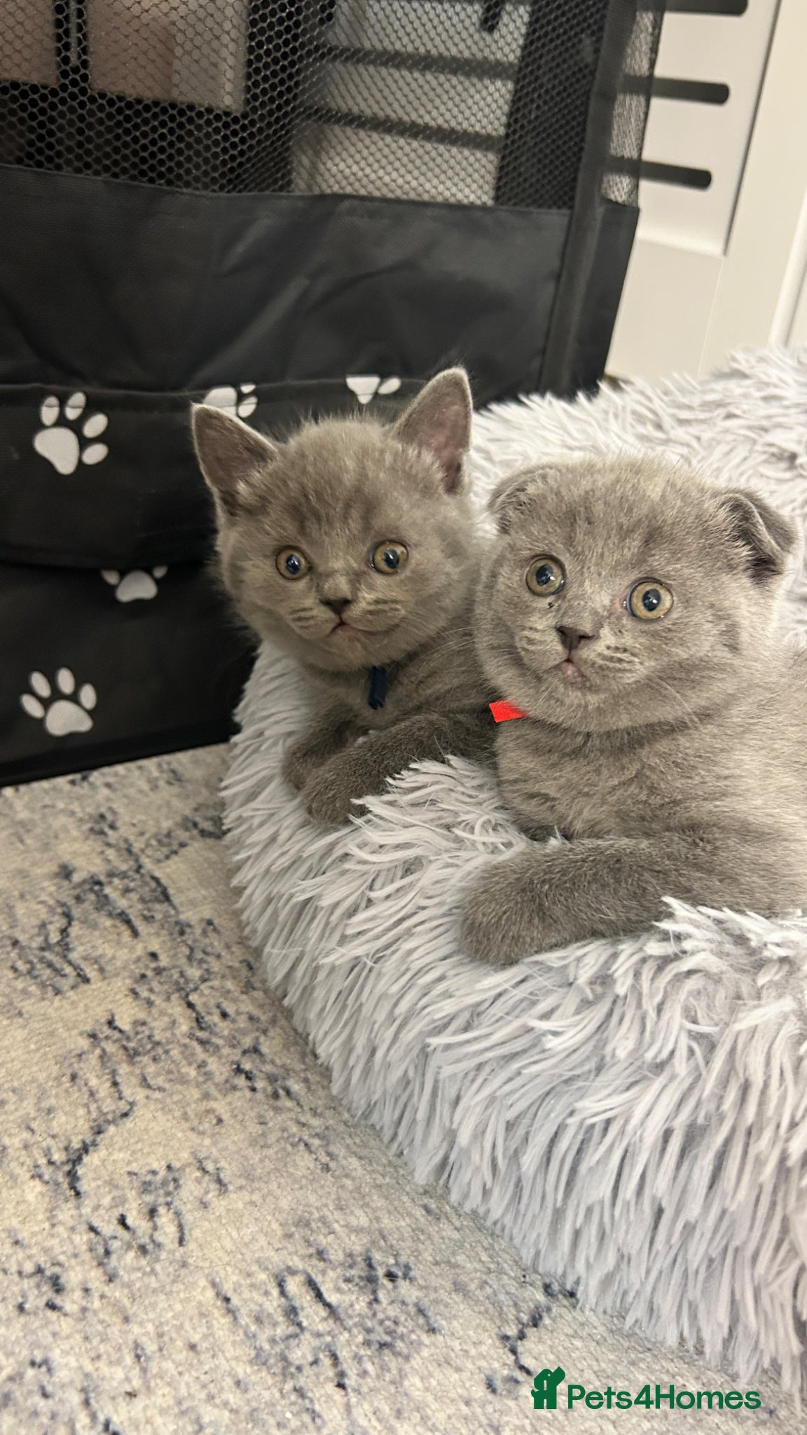 Scottish Fold cats Six Stunning Scottish Fold Kittens  - Advert 1