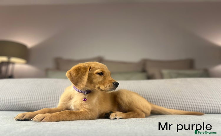 Goldador dogs - Advert 7