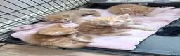 Mixed Breed cats for sale: Madam  - Advert 5