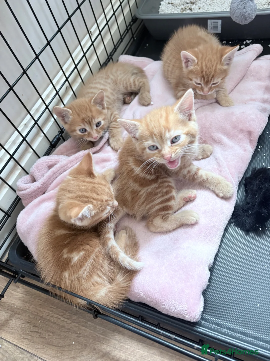 Mixed Breed cats for sale: Madam  - Advert 5