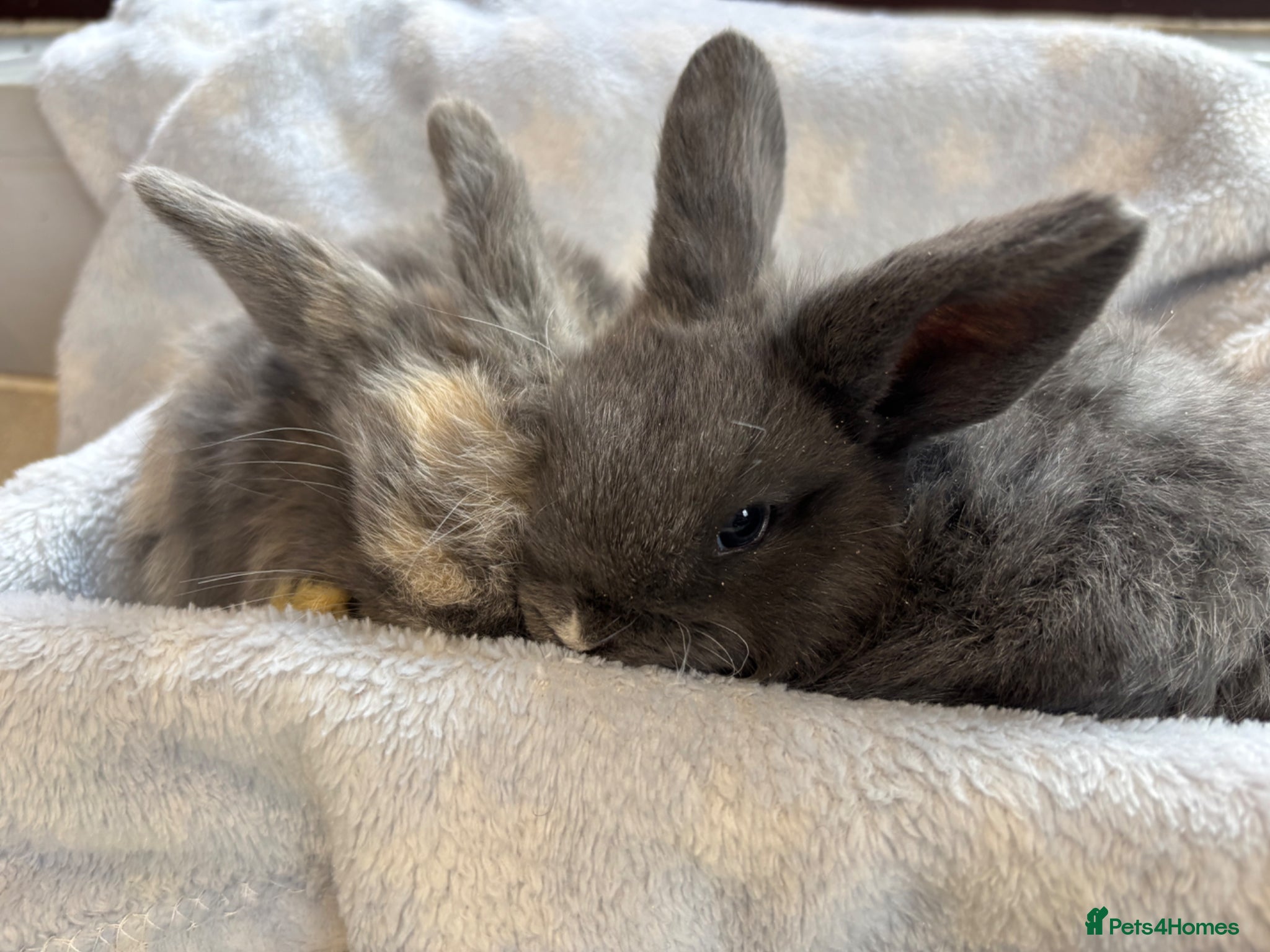 Mini Lop rabbits Male mini lops ready to reserve  - Advert 2