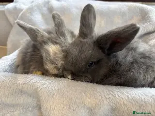 Mini Lop rabbits Male mini lops ready to reserve - Advert 8
