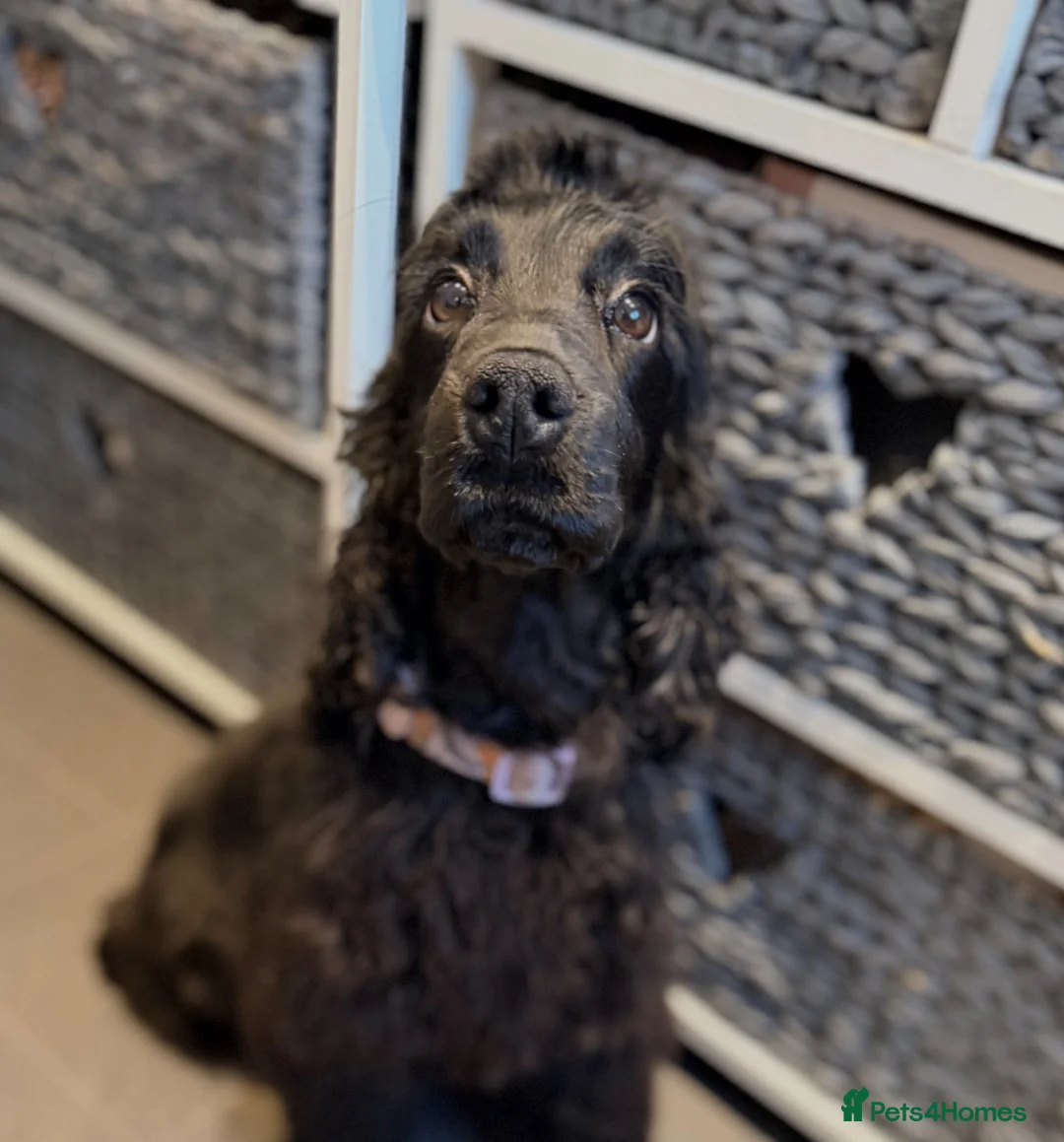 Cocker Spaniel dogs for sale: Beautiful Show Cocker Spaniel  - Advert 11