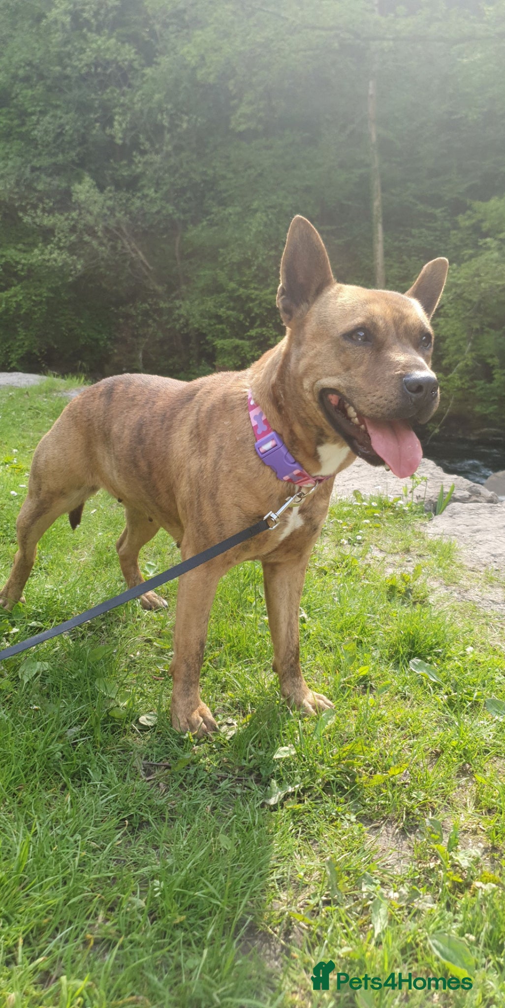 Mixed Breed dogs Tessie  - Advert 4