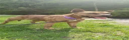 Mixed Breed dogs for sale: Tessie  in Bargoed - Advert 1
