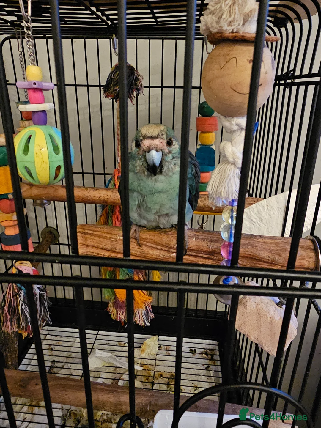 Parakeets birds for sale: Kakariki male 9 months old in Rugeley - Advert 2