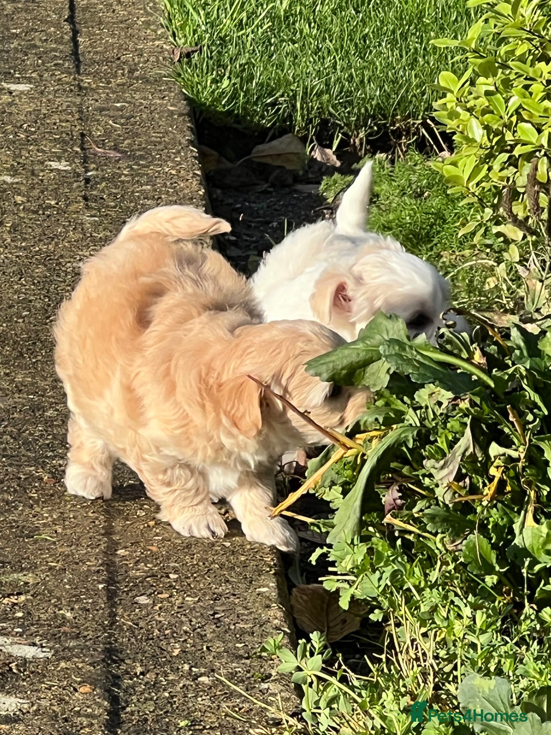 Maltipoo dogs for sale: Maltipoo puppies  - Advert 36