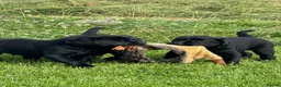 Labrador Retriever dogs for sale: chunky show x working pups by Afinmore Amsterdam - Advert 4