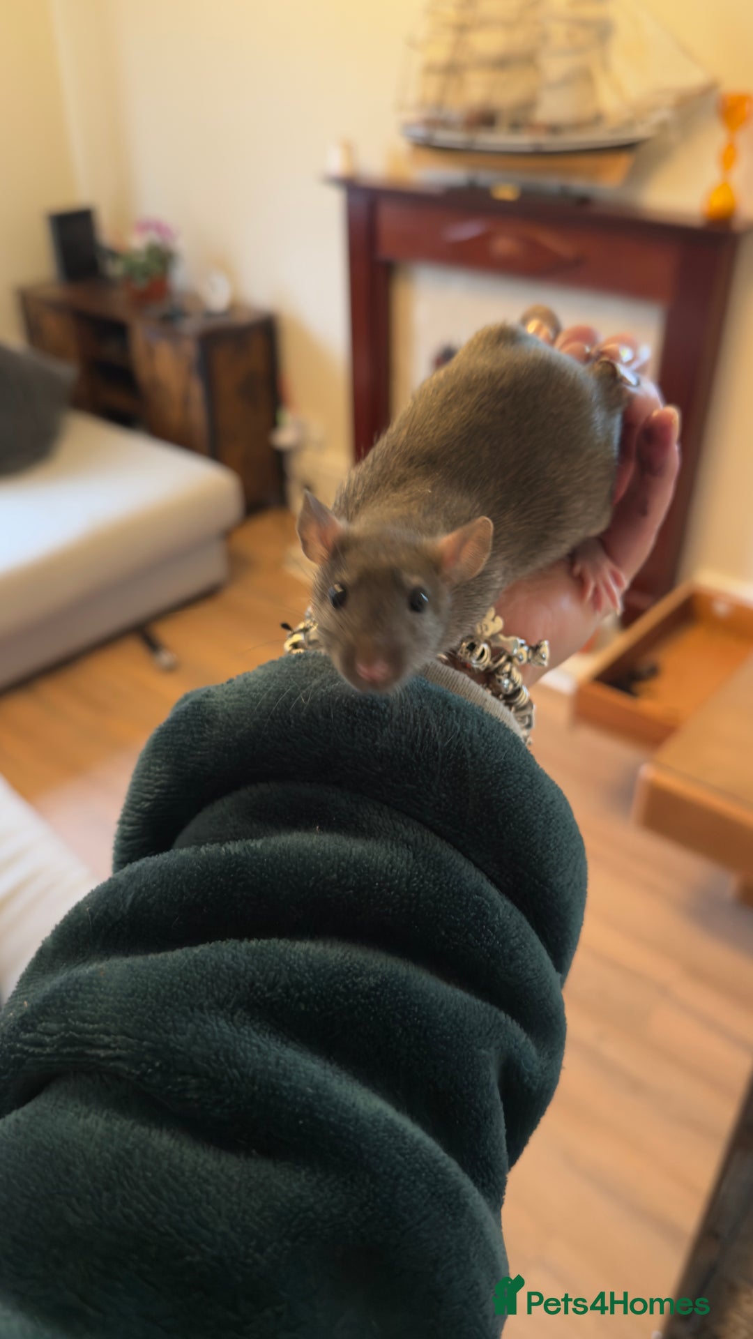 Rat rodents for sale: Fancy Rat Cross Dumbo Rex rat pups  - Image 2