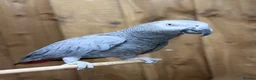 Parakeets birds for sale: African grey tamed and talk - Advert 4