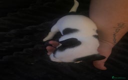 Jack Russell dogs for sale: Jack Russel’s puppies - Image 12
