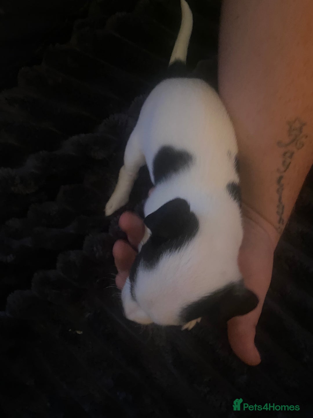 Jack Russell dogs for sale: Jack Russel’s puppies - Image 12