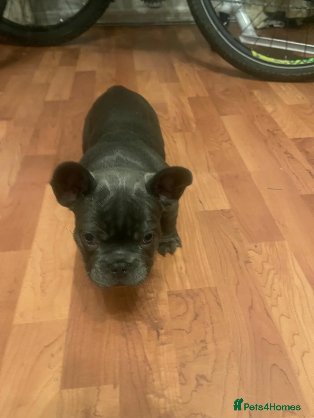 French Bulldog dogs for sale: Two gorgeous puppies looking for a new home  - Advert 4