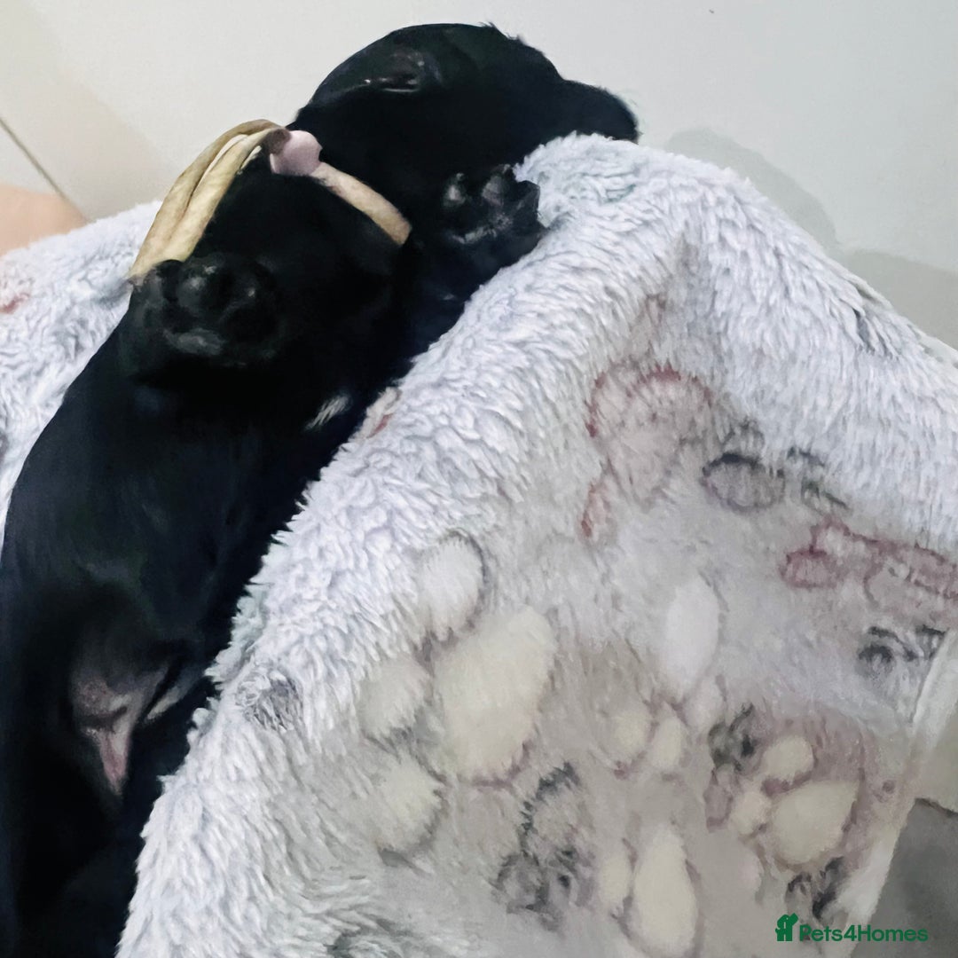 Cockapoo dogs for sale: Beautiful Cockapoo Puppies – 6 Boys & 2 Girls - Advert 28