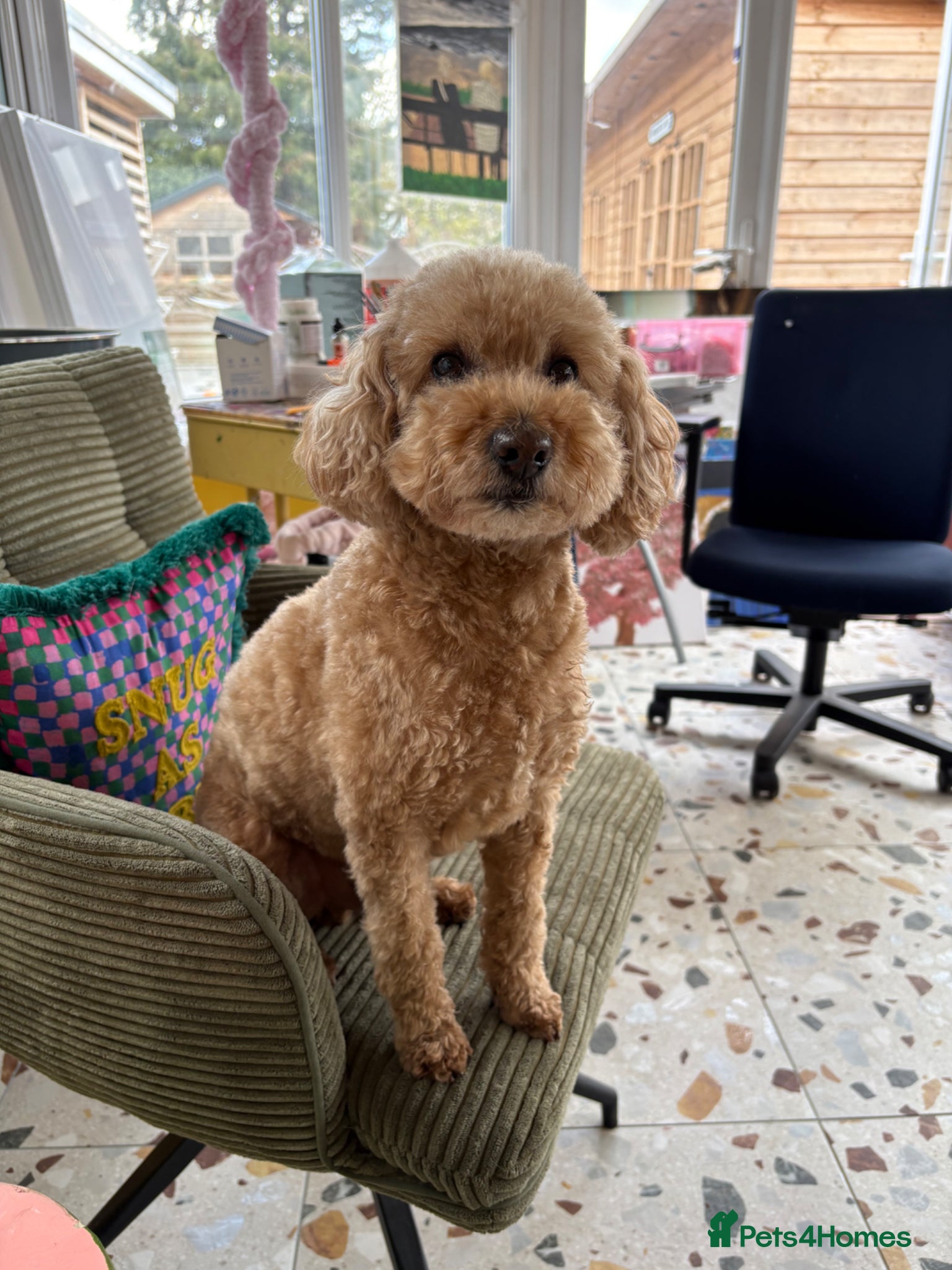 Miniature Poodle dogs Miniature Toy Poodle - 8yo male  - Advert 1
