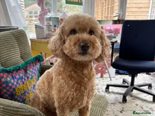 Miniature Poodle dogs Miniature Toy Poodle - 8yo male - Advert 1
