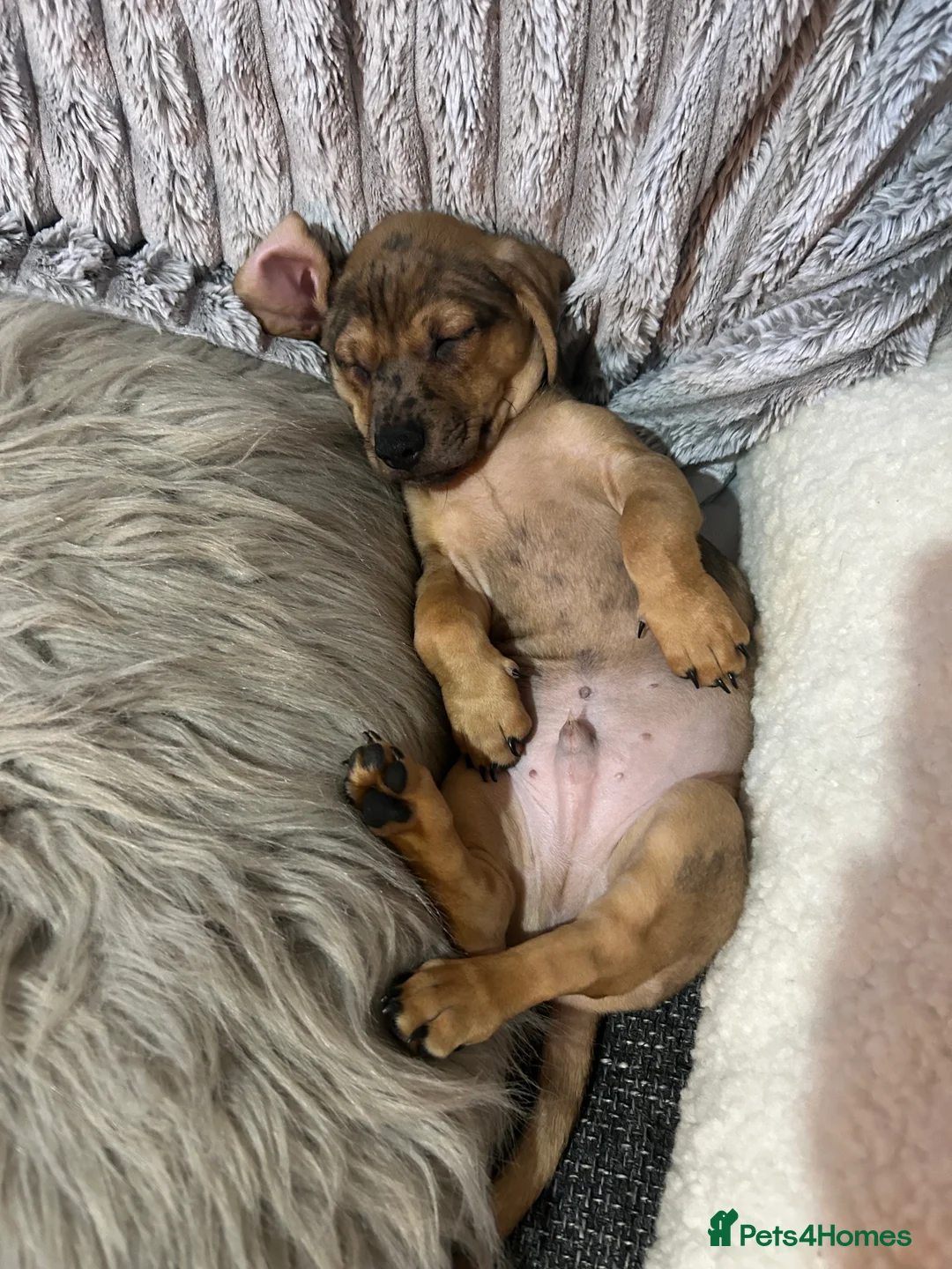 Dachshund dogs for sale: Stunning wee pups  - Advert 3