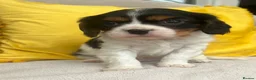 Cavalier King Charles Spaniel dogs for sale: Stunning Cavalier King Charles puppies  - Advert 11